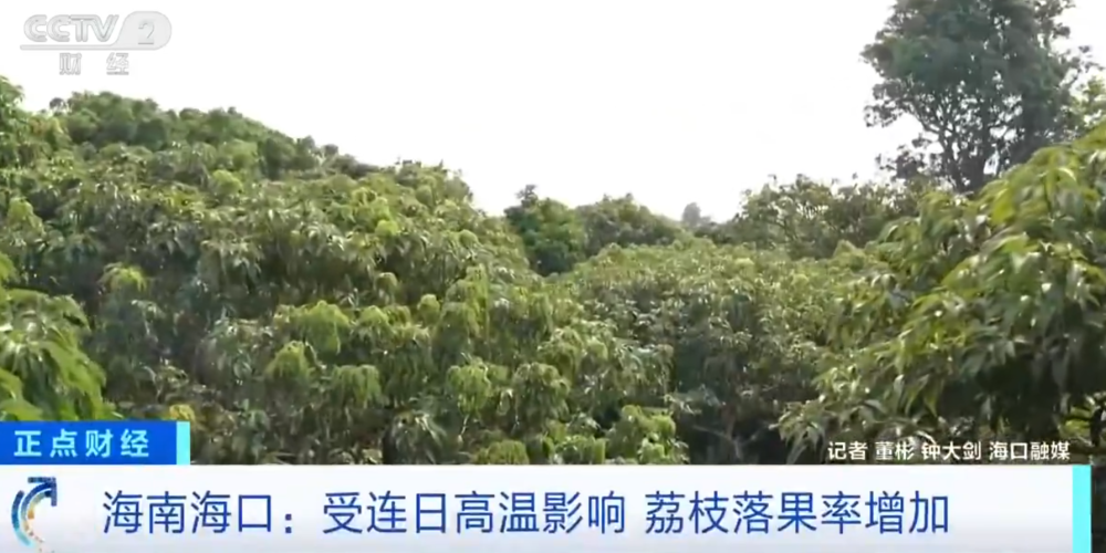2026世界杯投注官方入口-大范围持续性高温天气，局地达到40℃以上，海南：热到荔枝都自闭了